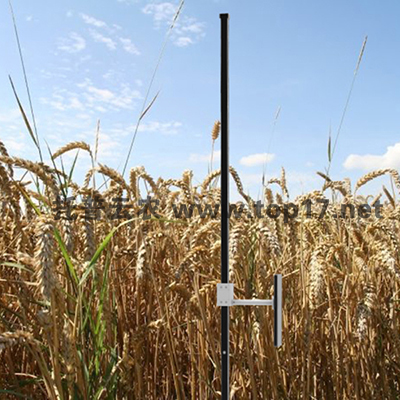 小麥株高測量