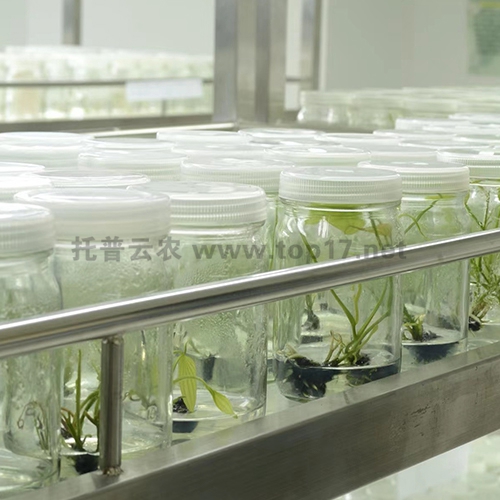 試管苗保存庫 定制