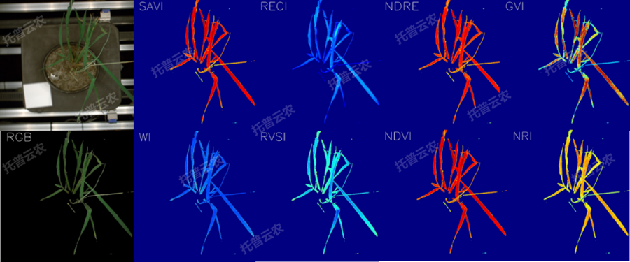 逆境模擬及植物生長監(jiān)測平臺-高光譜成像與指數(shù)分析結(jié)果